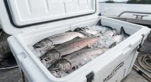 A large fish cooler for a boat packed with ice and freshly caught Pacific salmon.
